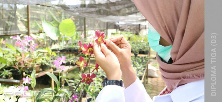 D3 Hortikultura Politeknik Negeri Lampung