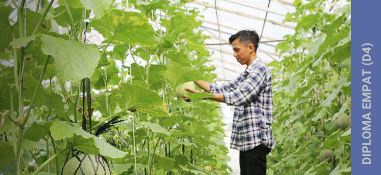 D4/S1 Teknologi Produksi Tanaman Hortikultura Politeknik Negeri Lampung